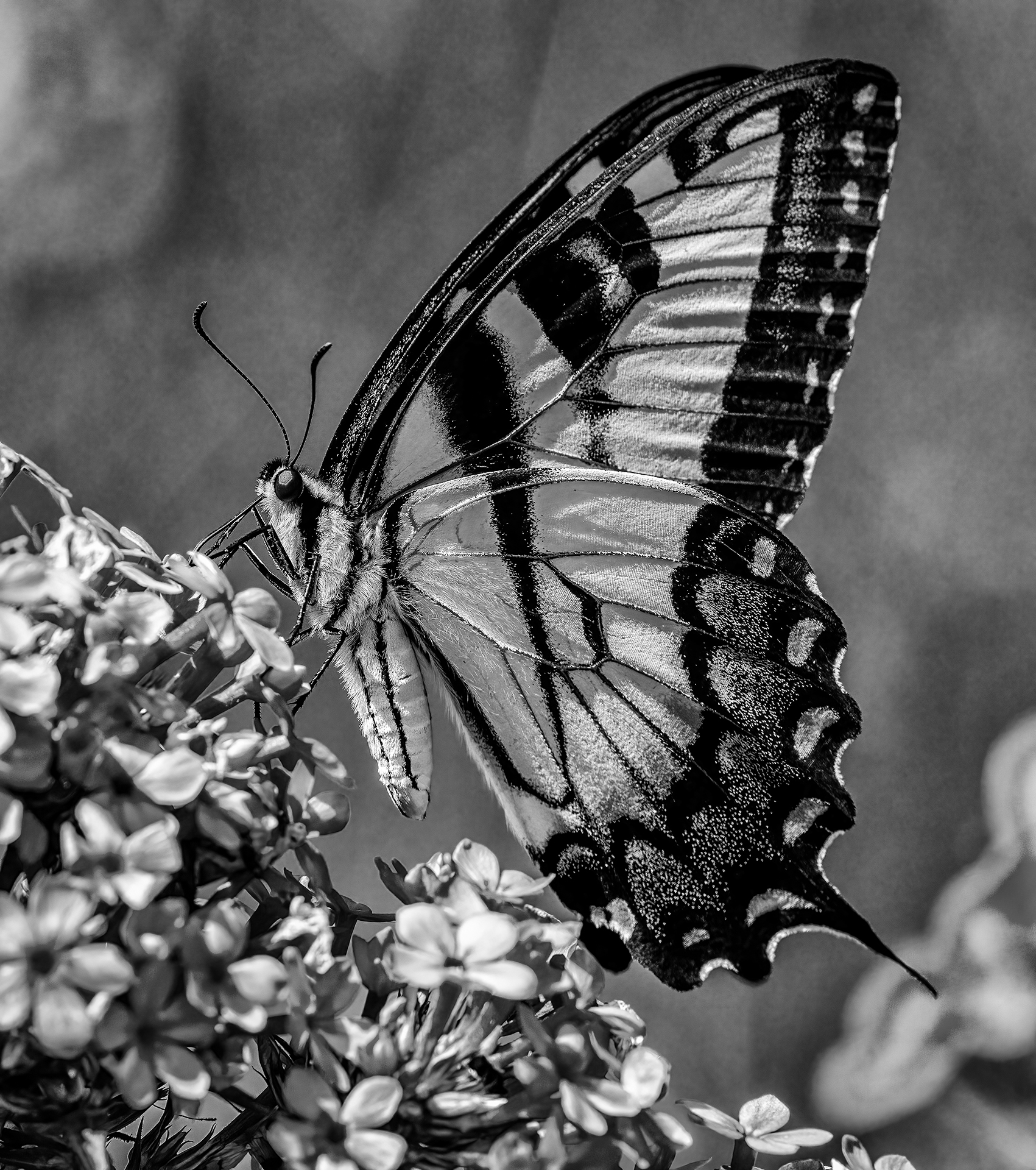 Open Mono Level 3 2nd Place Tiger Swallowtail.jpg